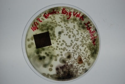 6-Sample Mould Test Kit